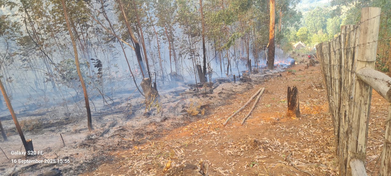 The Future of Macadamia Farming in Africa