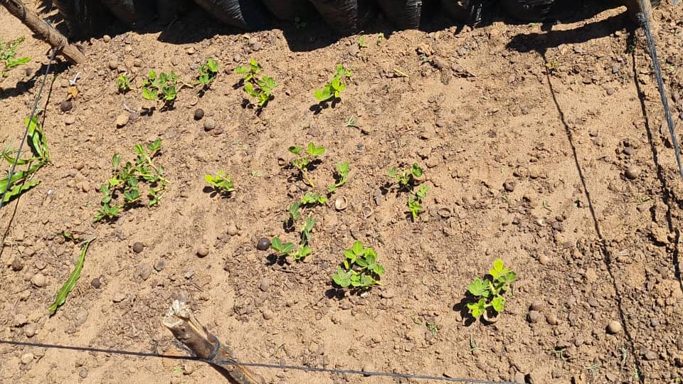 The Ancient Origins of the Macadamia Nut