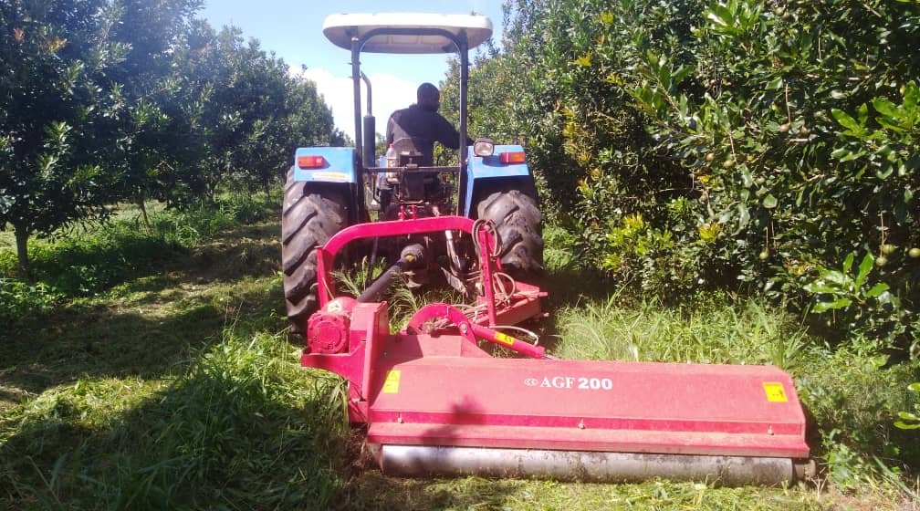 The Economics of Macadamia: Why They're the World's Most Expensive Nut