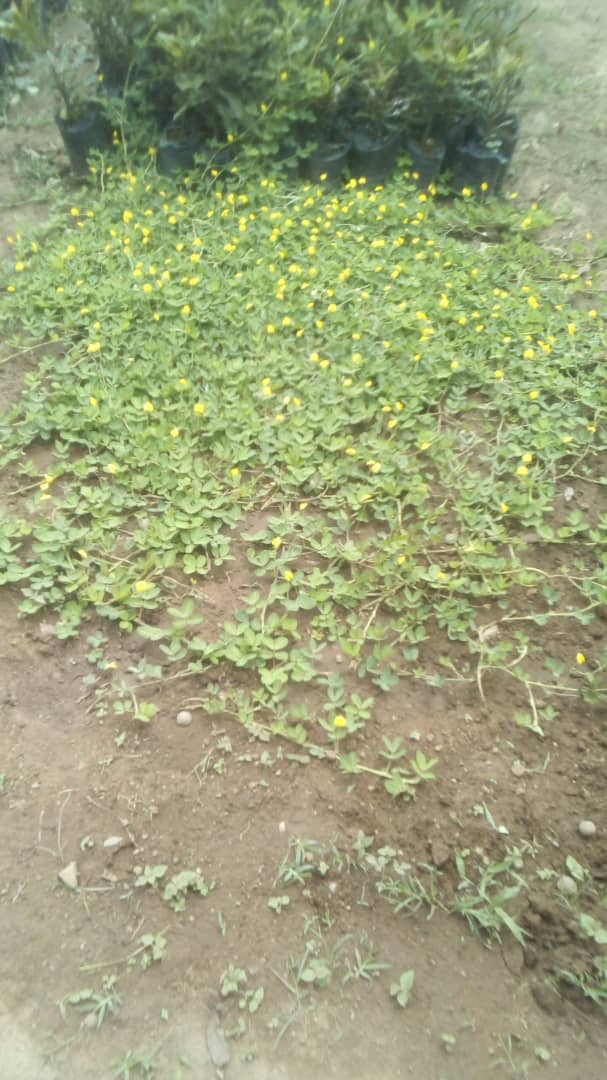 The Environmental Benefits of Macadamia Orchards