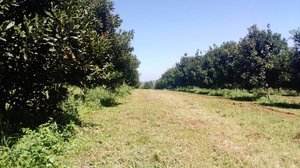 Where Macadamia Nuts Are Grown Around the World