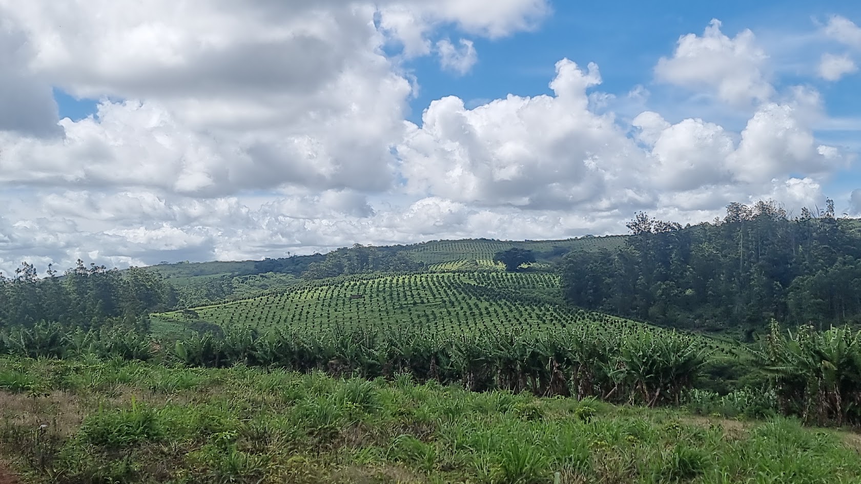 Macadamia in Hawaiian Culture and Cuisine