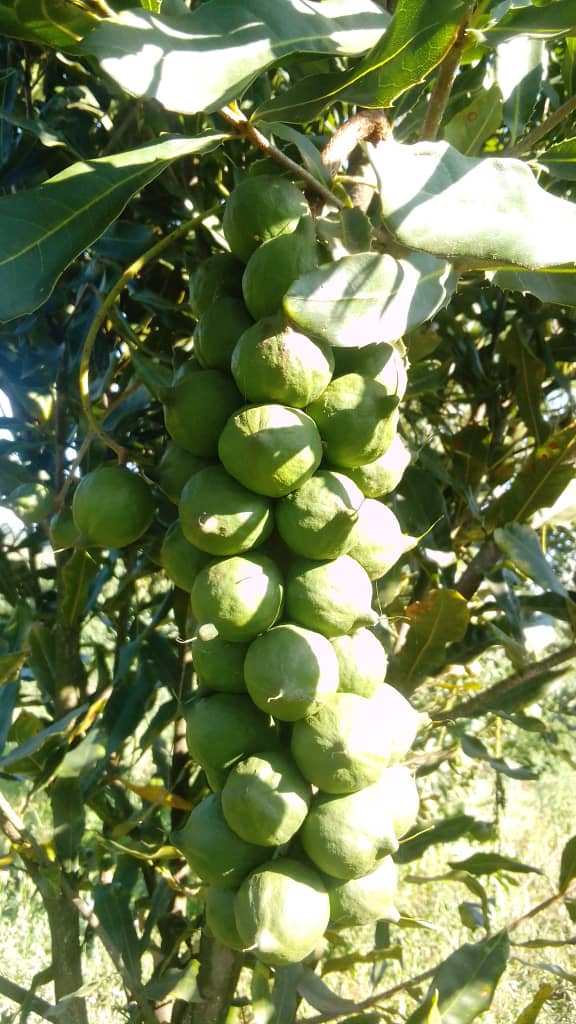 Why Macadamia Nuts Are Good for You