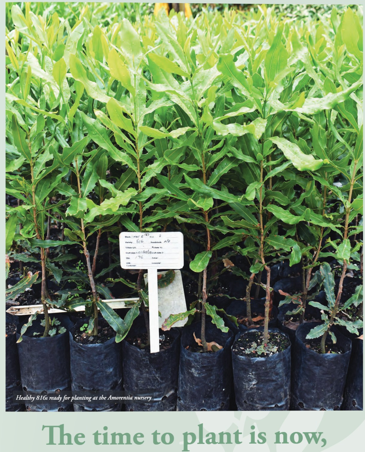 The Rise of Macadamia Milk as a Dairy Alternative