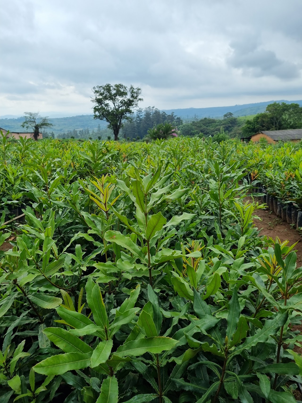 Why Macadamia Oil Is the New Superfood Oil