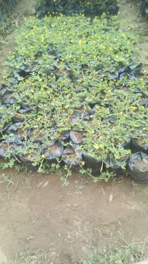 Micro-Jets Replace Drippers to Boost Young Tree Growth