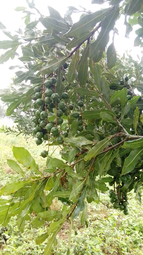 Macadamia Nut Insights: What Every Grower Should Know