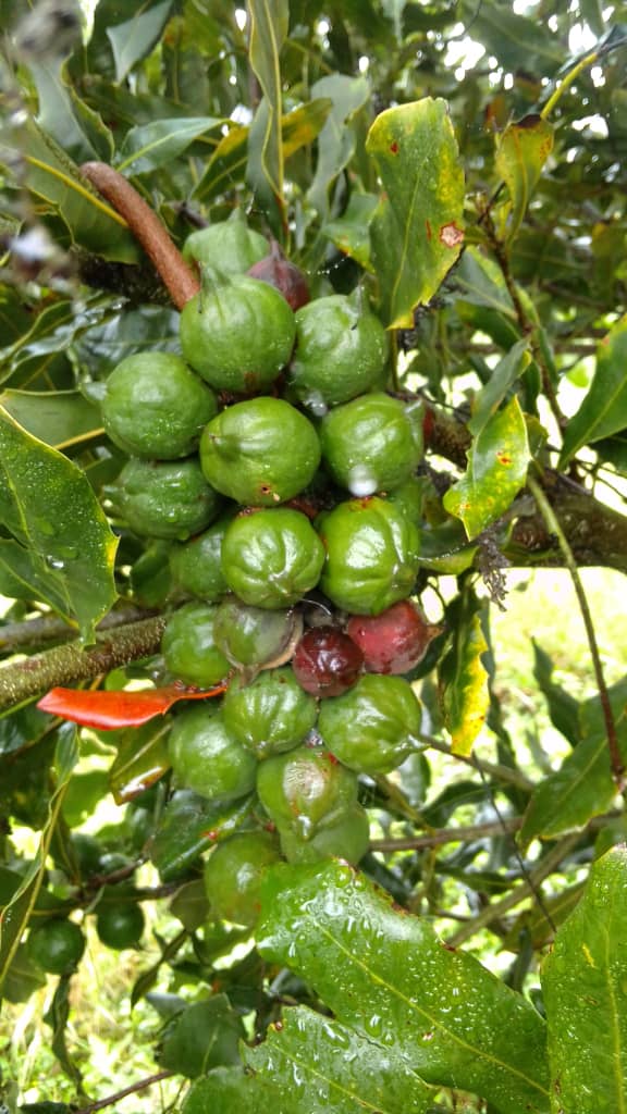 Understanding Nut Set: The Critical Season for Macadamia Yields