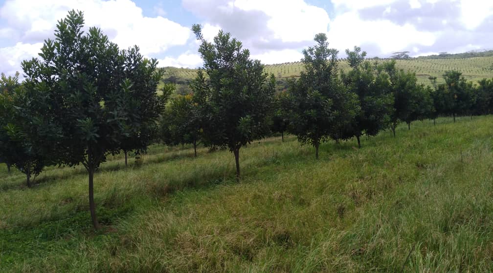 Scoot Around the Orchards
