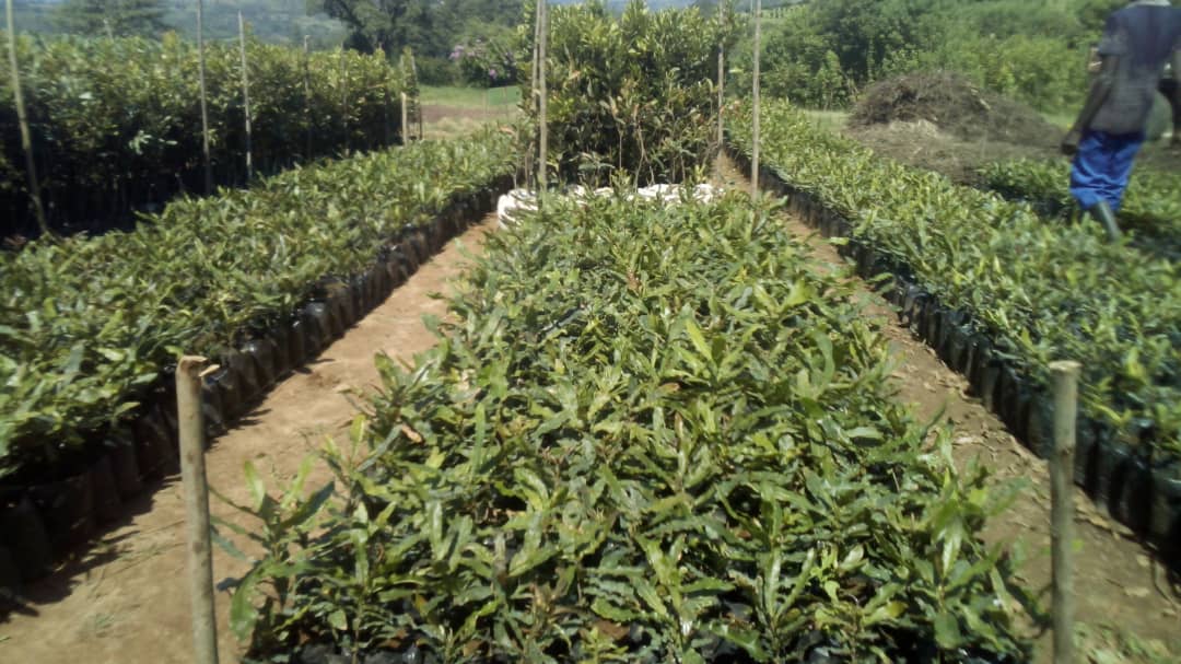 Macadamia Nuts: A Complete Protein Profile