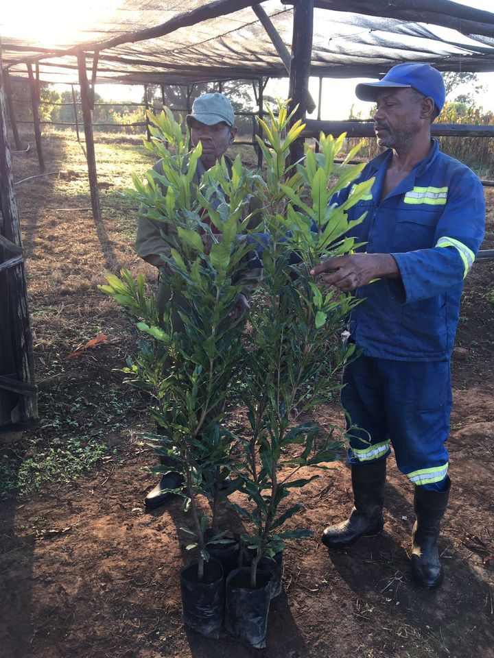 Macadamia Nuts in South African Cuisine