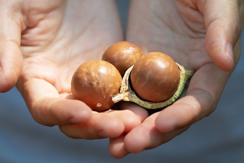 Hand-Selected Premium Macadamia NIS – Uniform Size