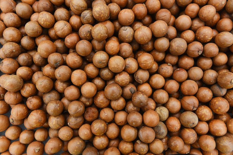 Graded Macadamia NIS – 18–22mm Blend